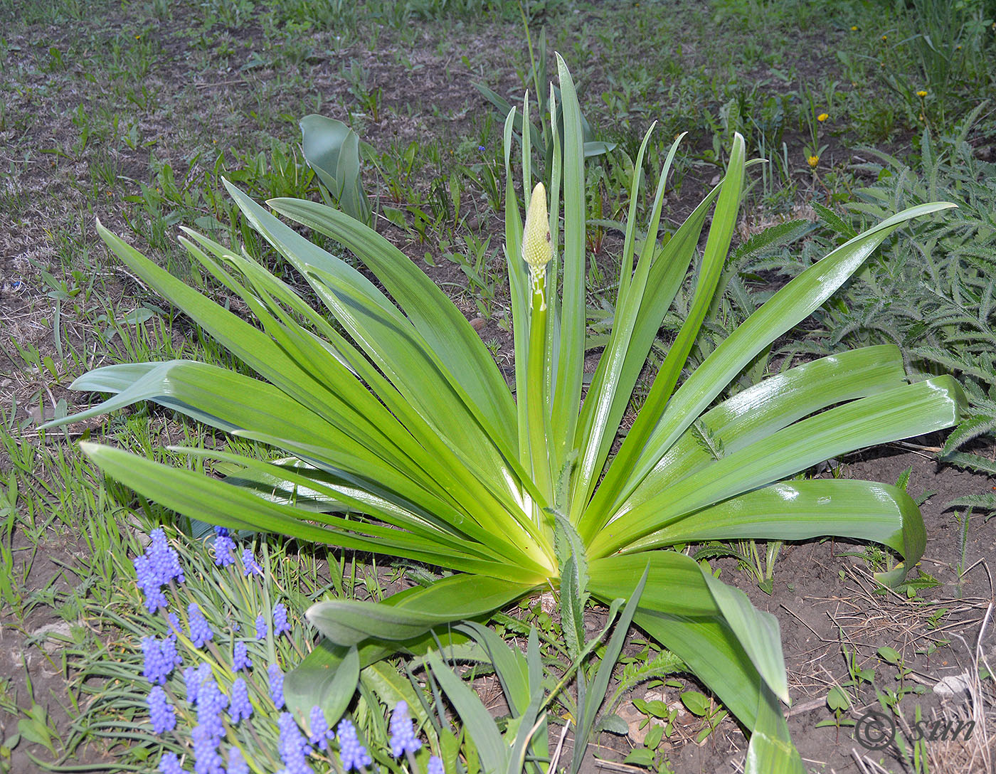 Image of Eremurus robustus specimen.