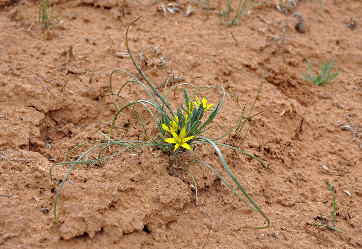 Image of genus Gagea specimen.