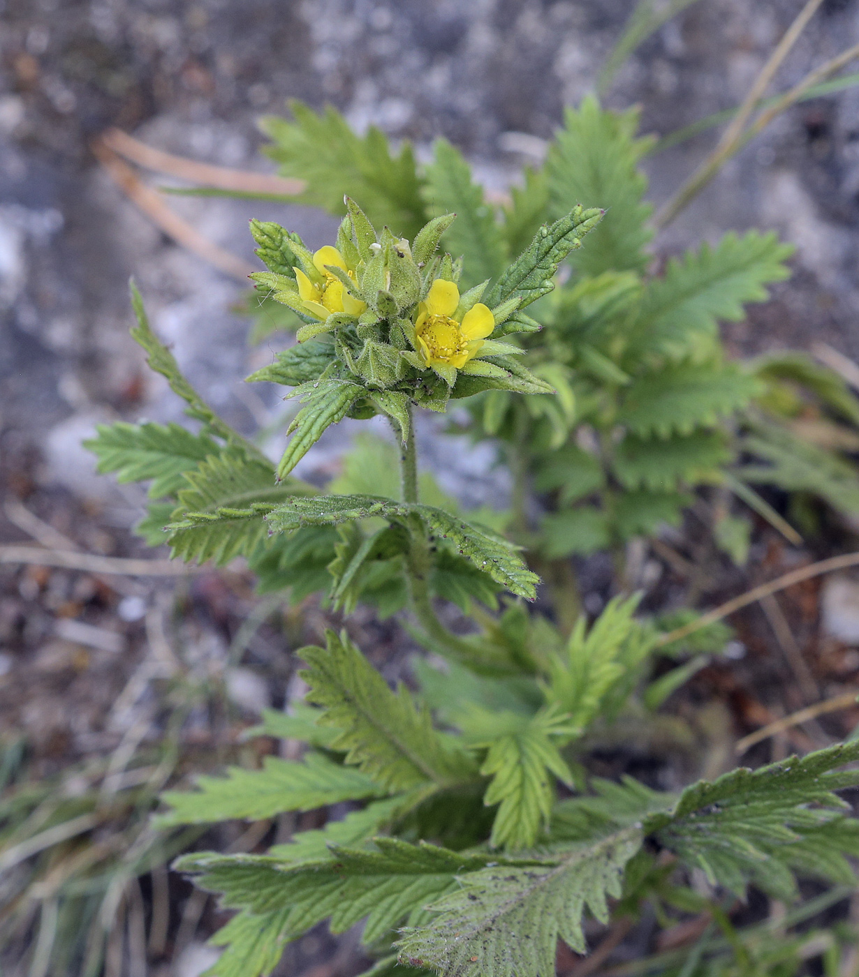 Image of Potentilla longifolia specimen.