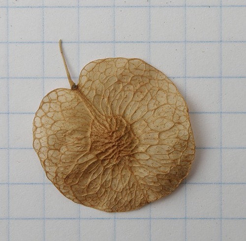 Image of Ptelea trifoliata specimen.