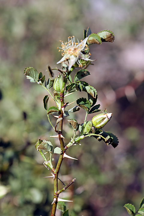 Изображение особи Rosa nanothamnus.