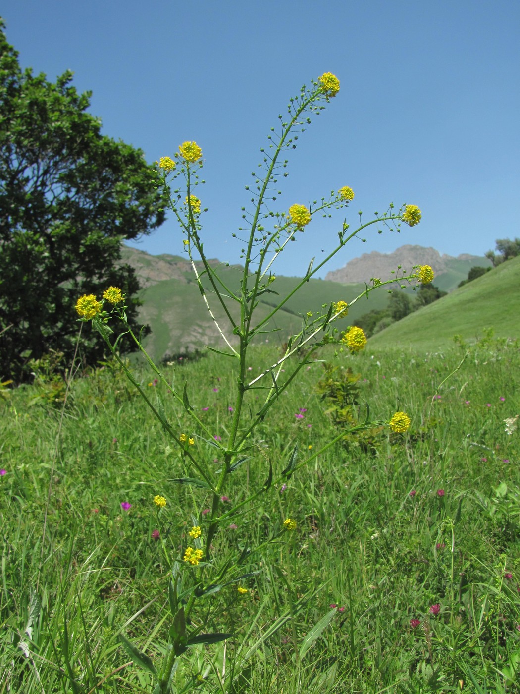 Изображение особи Neslia paniculata.