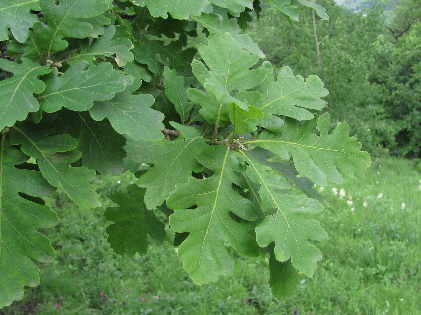 Image of Quercus petraea specimen.