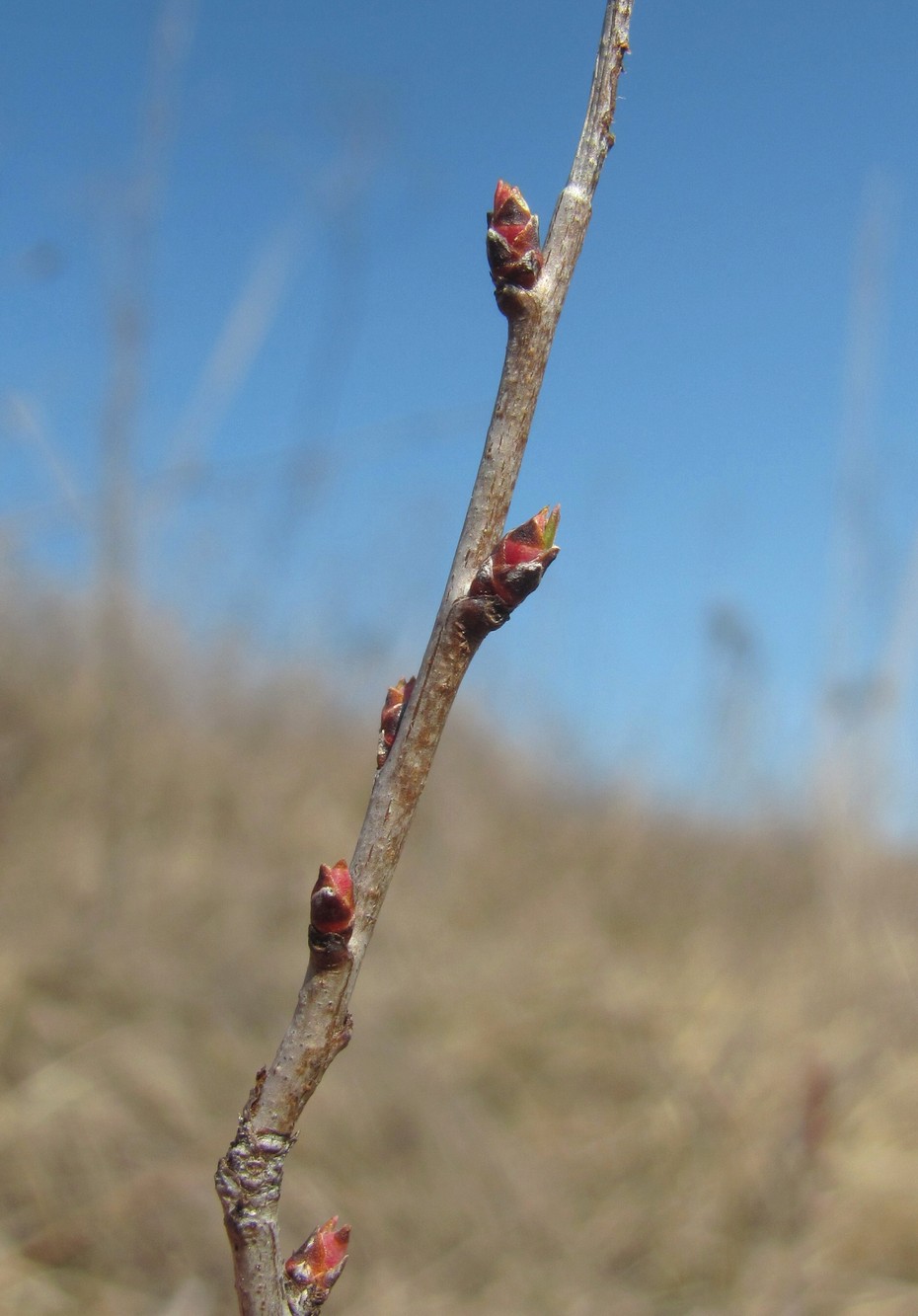 Image of Amygdalus nana specimen.