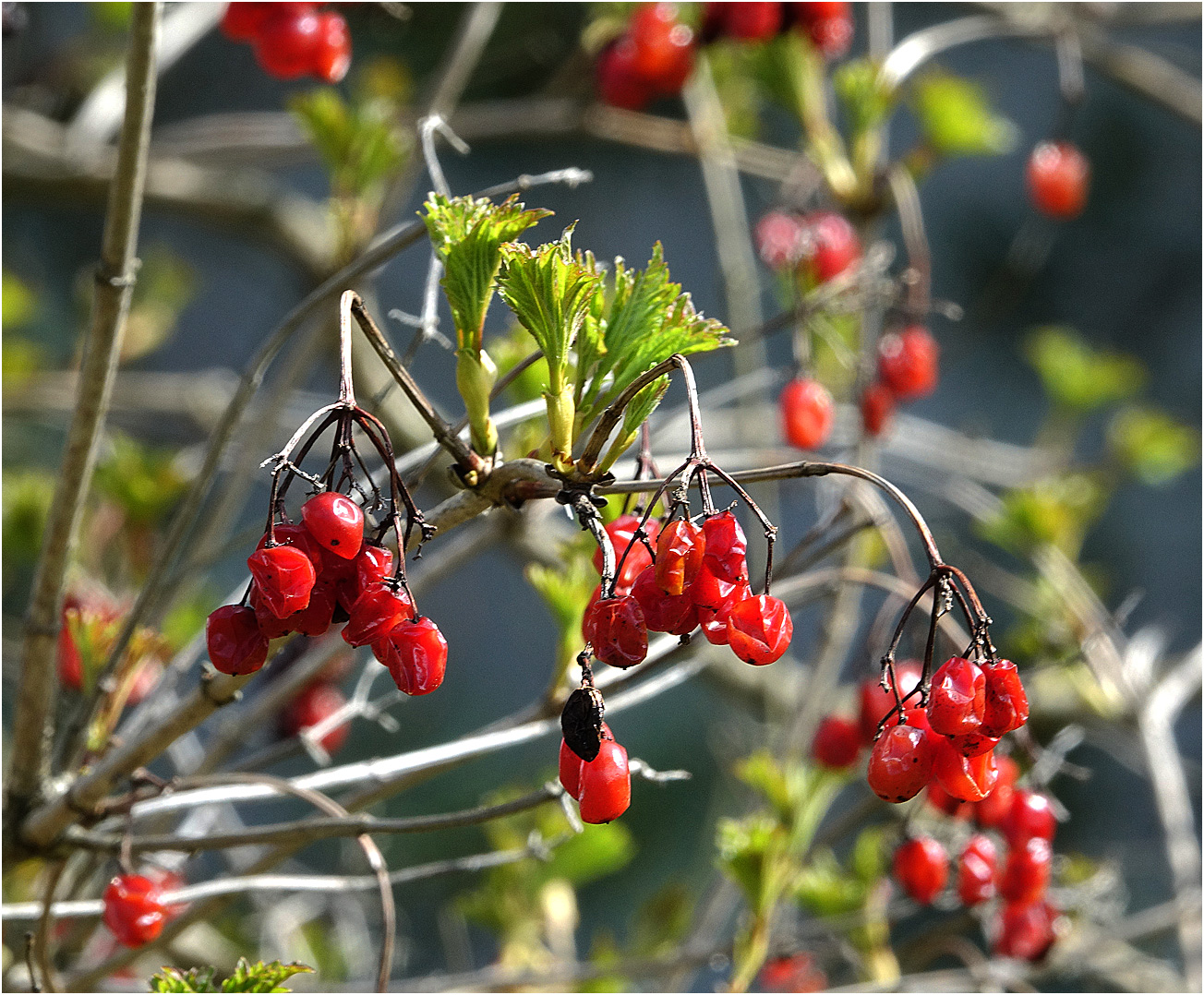 Изображение особи Viburnum opulus.