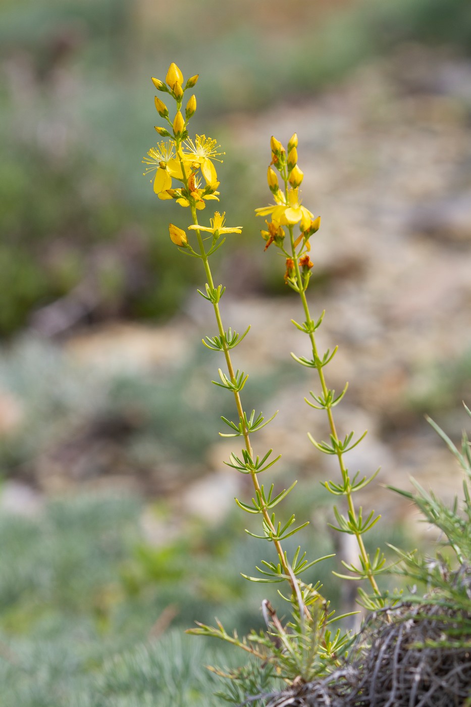 Изображение особи Hypericum lydium.