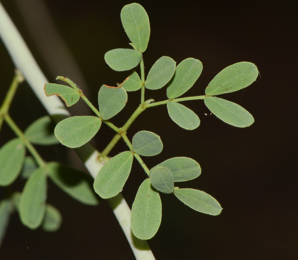 Image of Parkinsonia florida specimen.