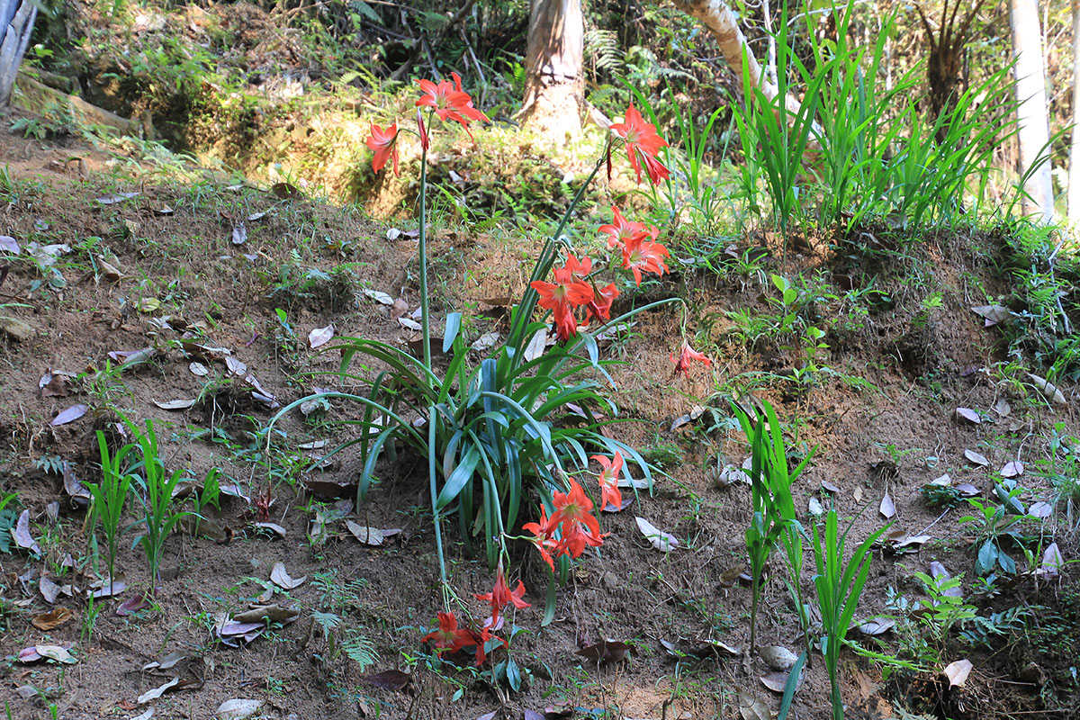 Изображение особи род Hippeastrum.