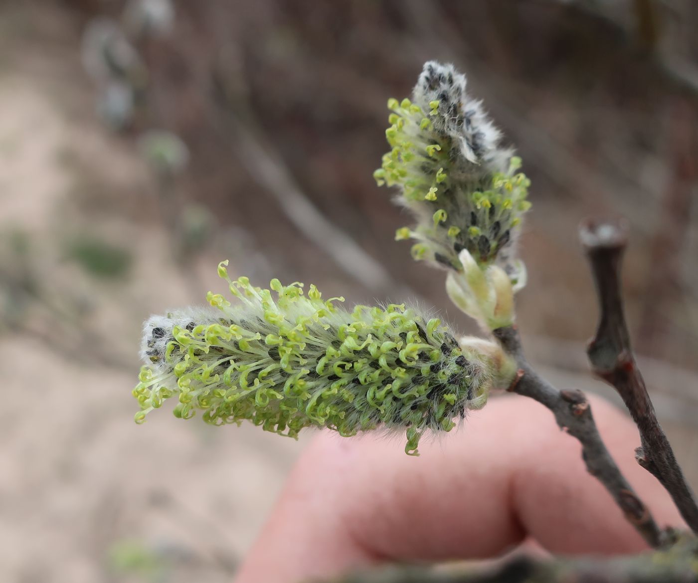 Изображение особи Salix cinerea.