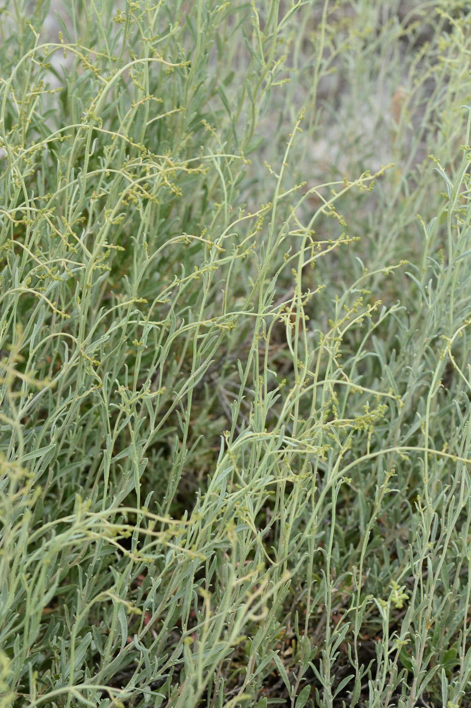 Image of familia Chenopodiaceae specimen.