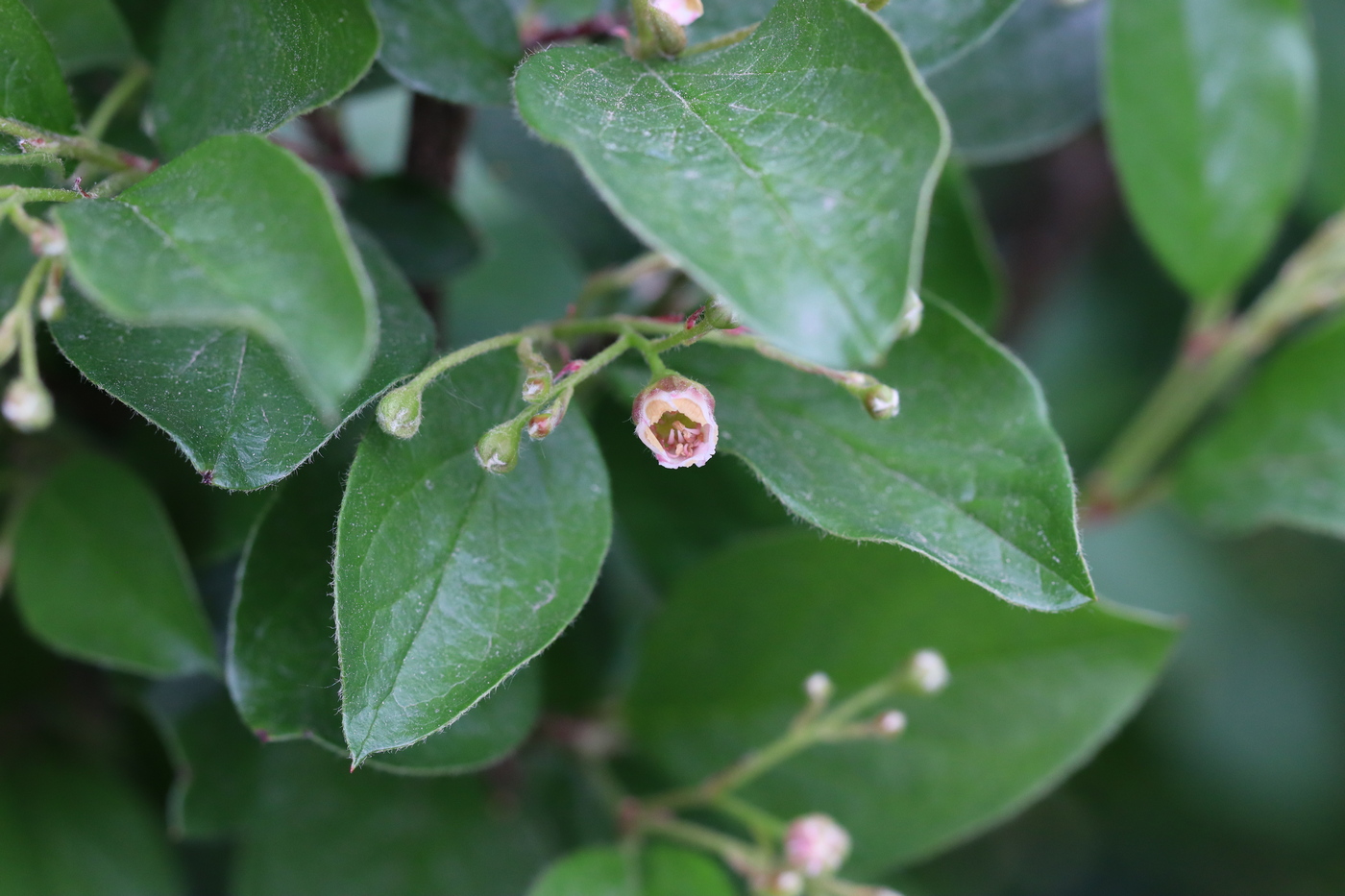 Image of Cotoneaster lucidus specimen.