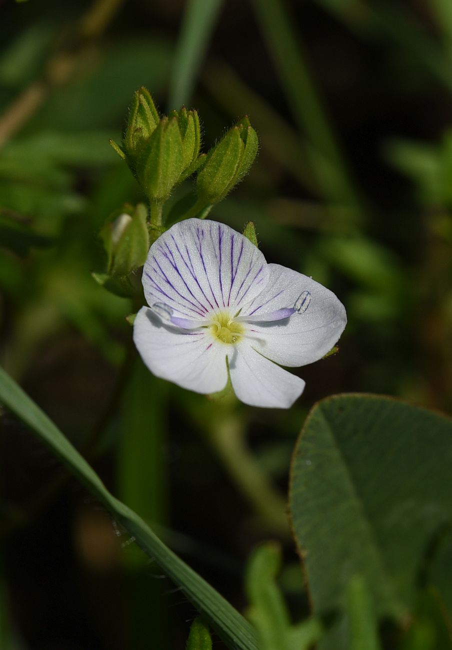 Image of genus Veronica specimen.