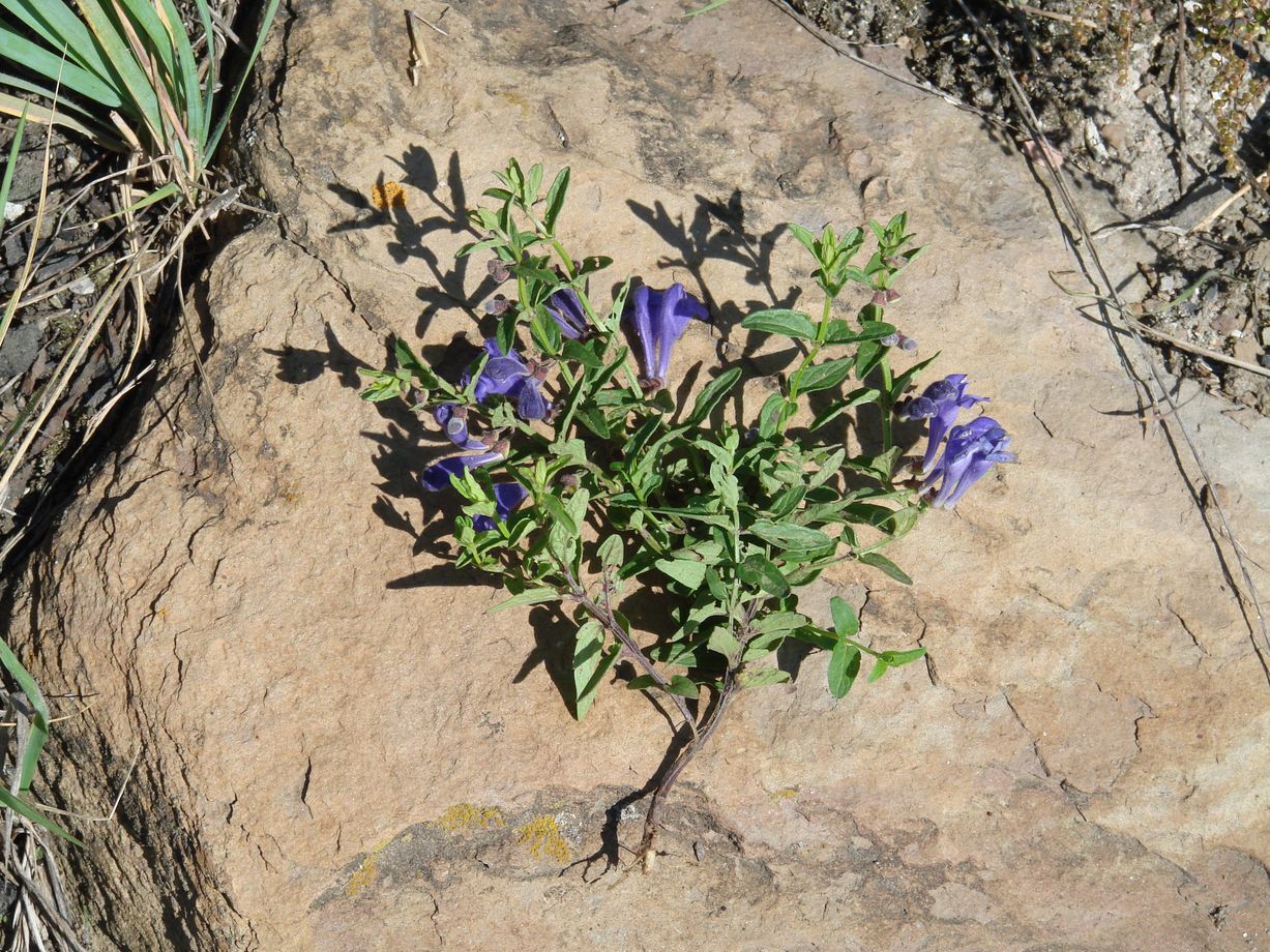 Изображение особи Scutellaria scordiifolia.