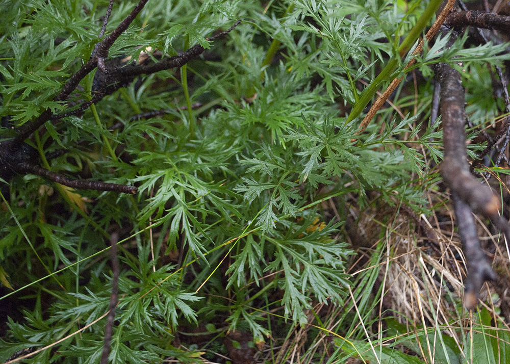 Изображение особи Artemisia arctica.