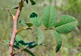 Rosa subpomifera. Часть побега текущего года с листьями и шипами. Луганская народная республика, г. Луганск, балка Калмыцкий Яр, днище. 06.08.2019.