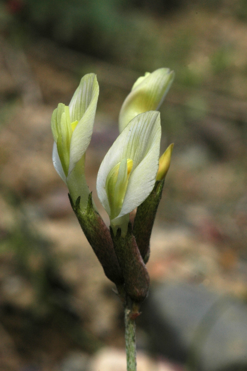 Изображение особи род Astragalus.