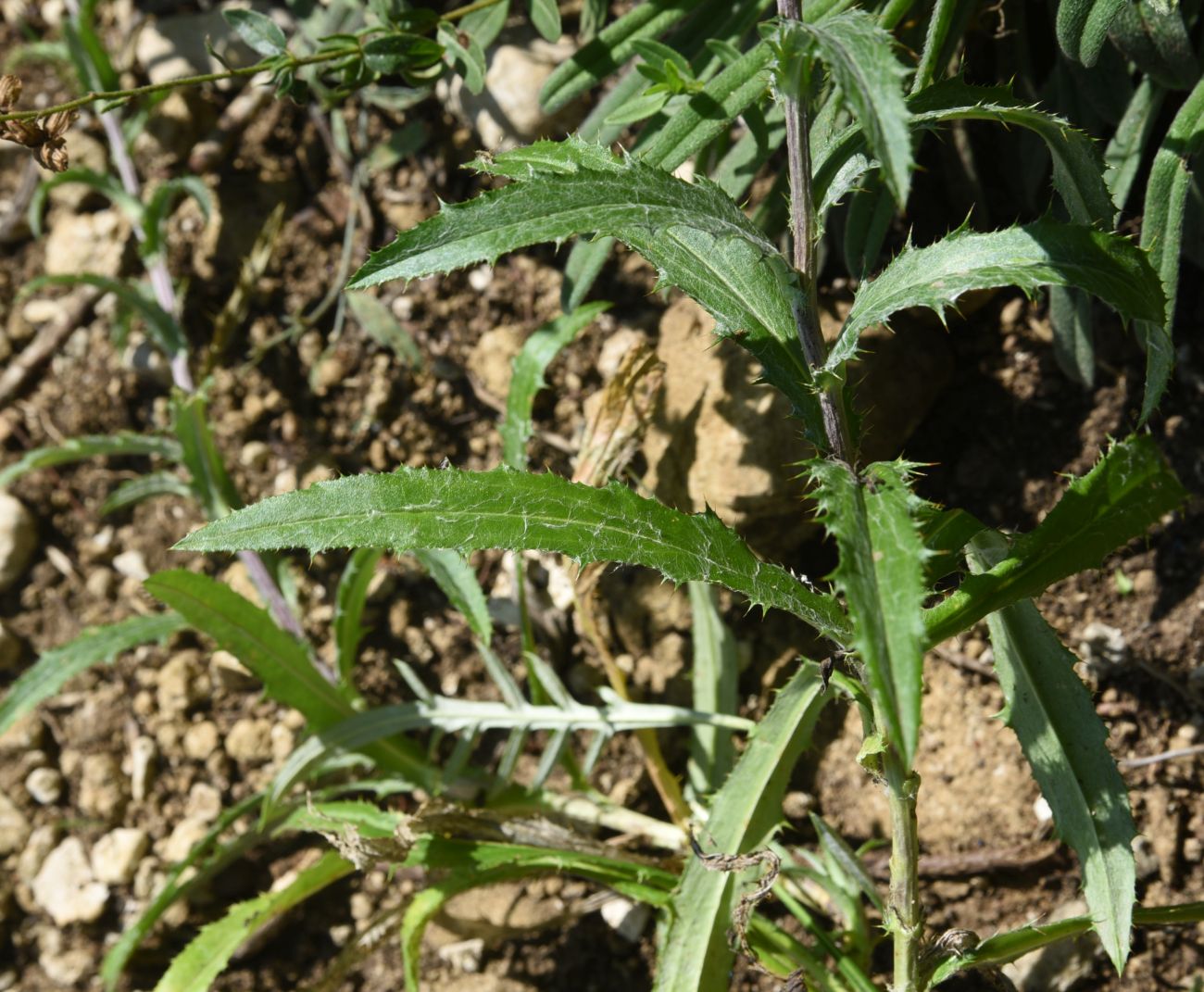 Image of Carlina vulgaris specimen.