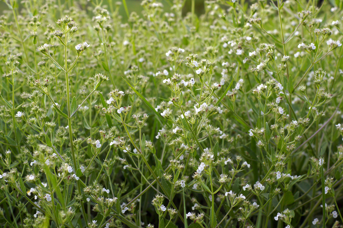 Изображение особи Nepeta parviflora.