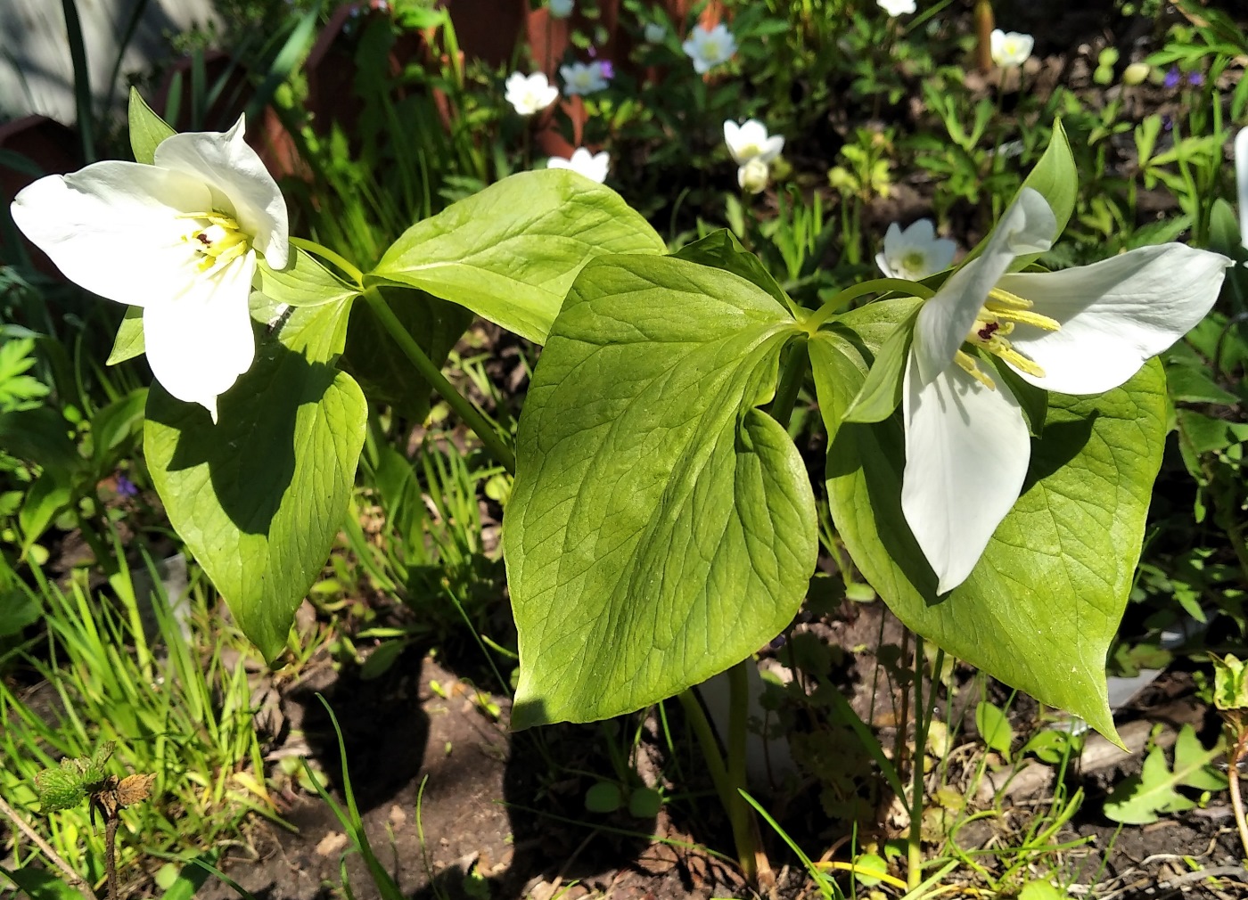 Image of Trillium camschatcense specimen.