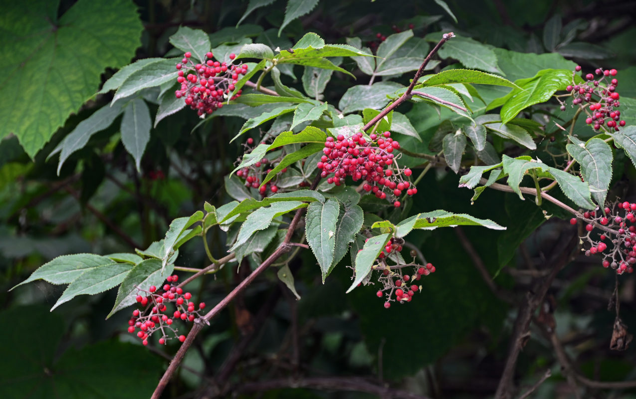 Изображение особи Sambucus miquelii.