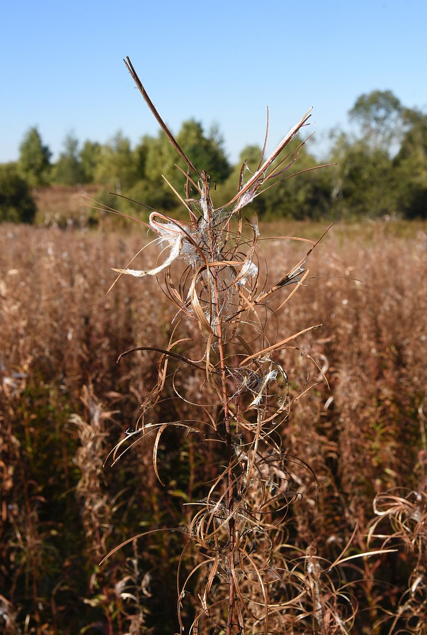 Image of Chamaenerion angustifolium specimen.