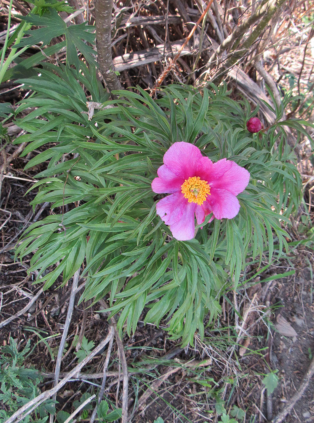 Image of genus Paeonia specimen.