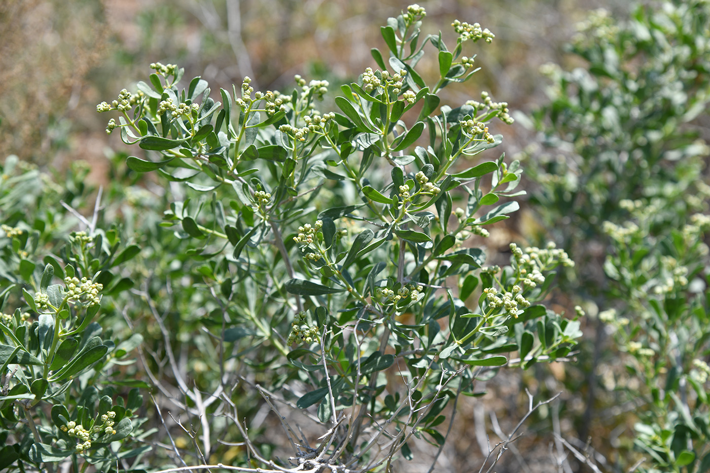 Image of Nitraria schoberi specimen.