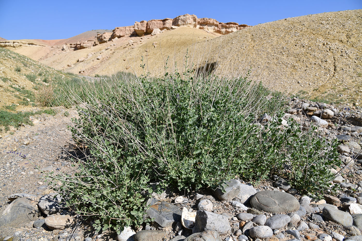 Image of Perovskia scrophulariifolia specimen.