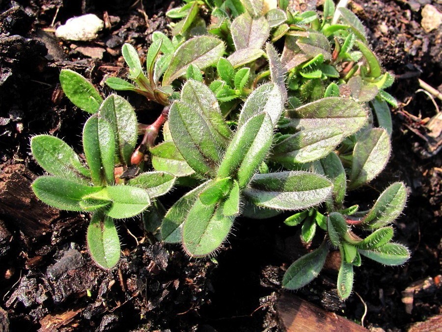 Image of Cerastium holosteoides specimen.