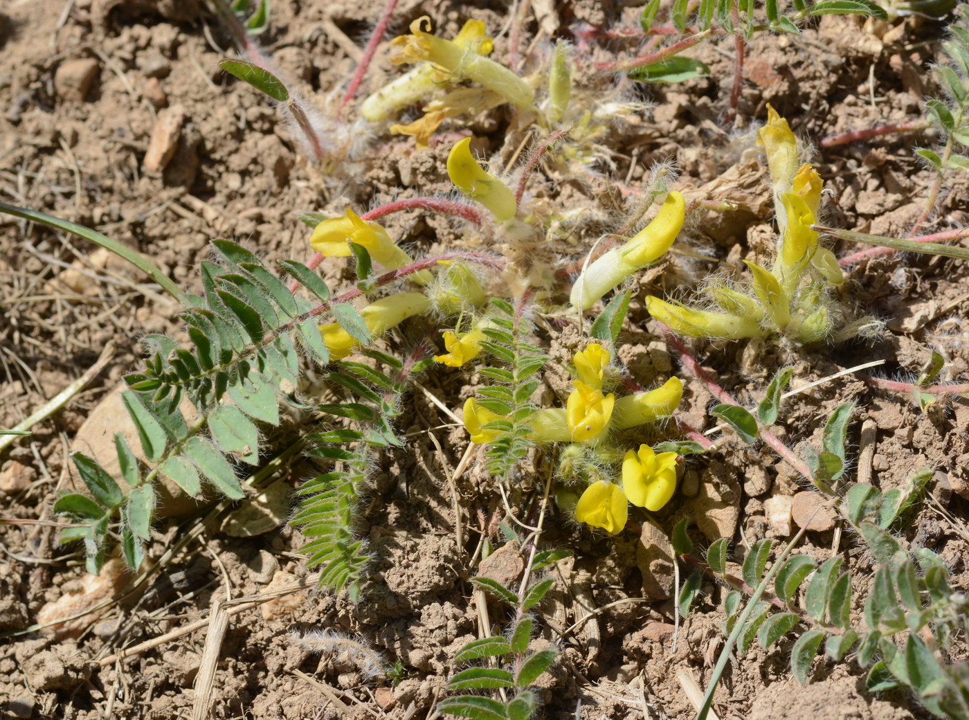 Image of genus Astragalus specimen.