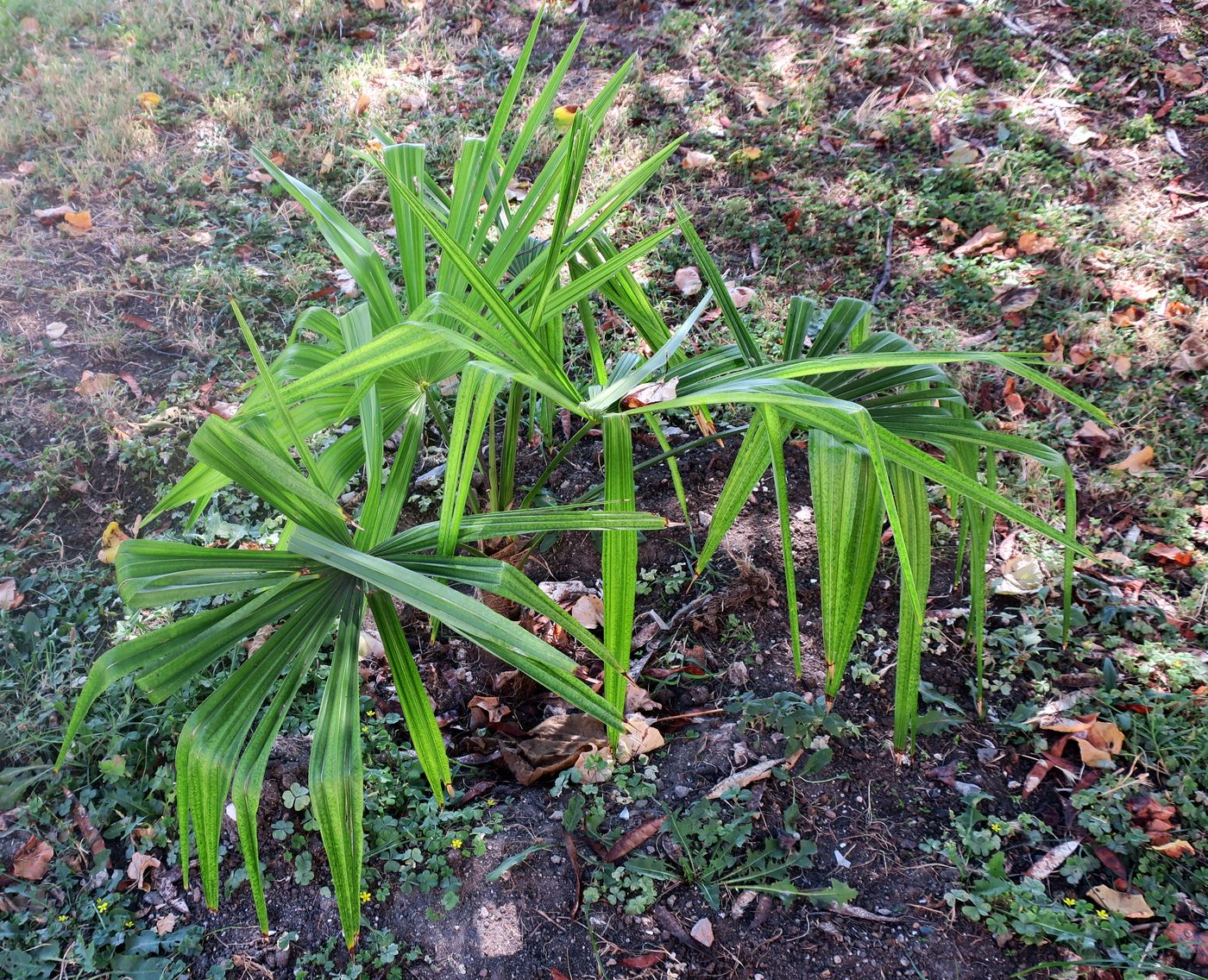 Image of Trachycarpus fortunei specimen.