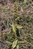 Dactylorhiza viridis