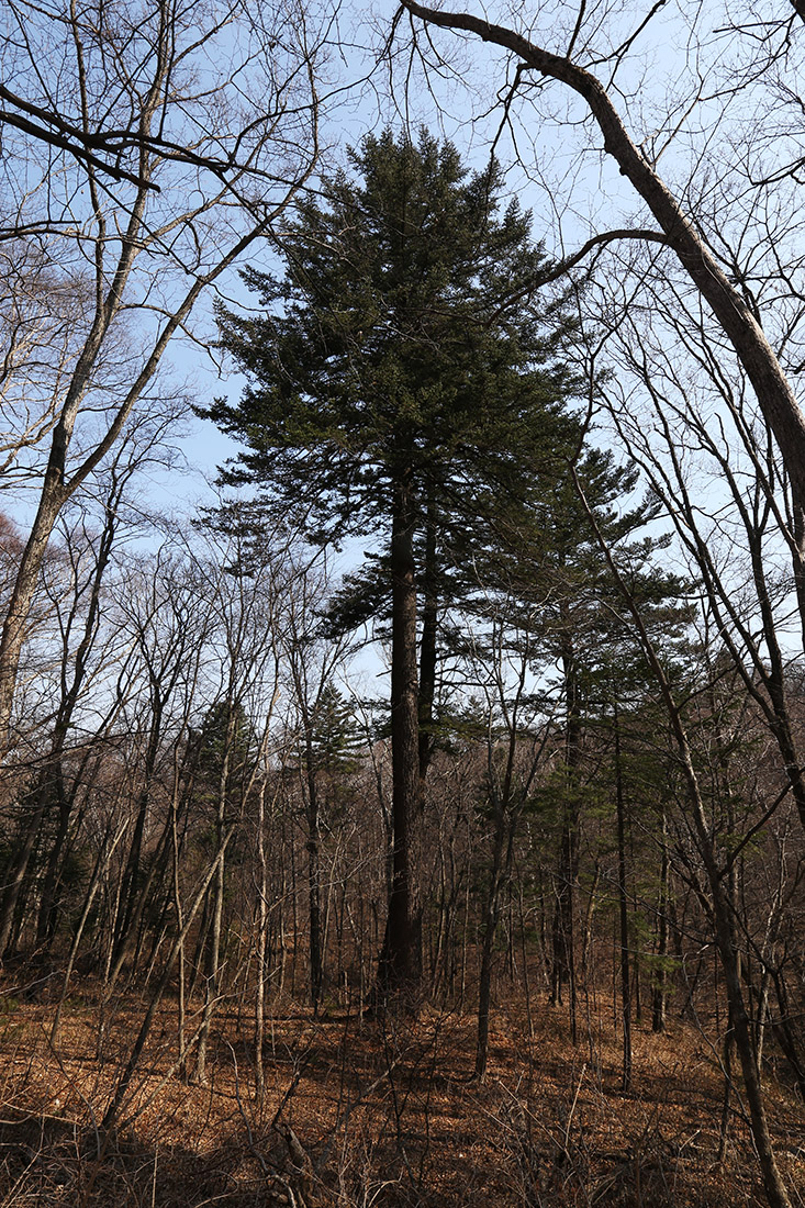 Image of Abies holophylla specimen.