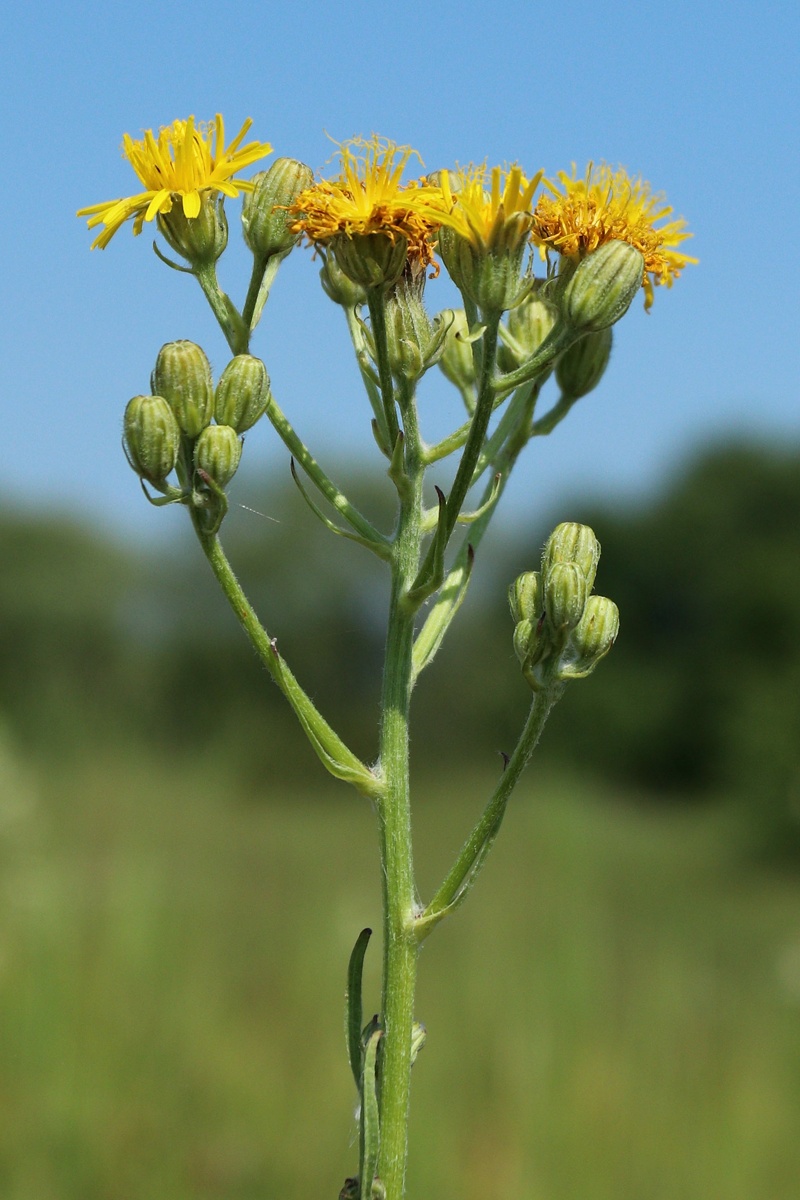 Image of Crepis biennis specimen.