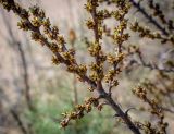 Hippophae rhamnoides. Часть веточки с пробуждающимися почками. Пермский край, Оханский р-н, Тулумбаихинское сельское поселение, Кунчурихинский бор, песчаный берег. 03.05.2023.