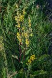 Verbascum nigrum. Цветущее растение в сообществе с Galium. Оренбургская обл., Саракташский р-н, хр. Карамурунтау, луг. 07.07.2023.