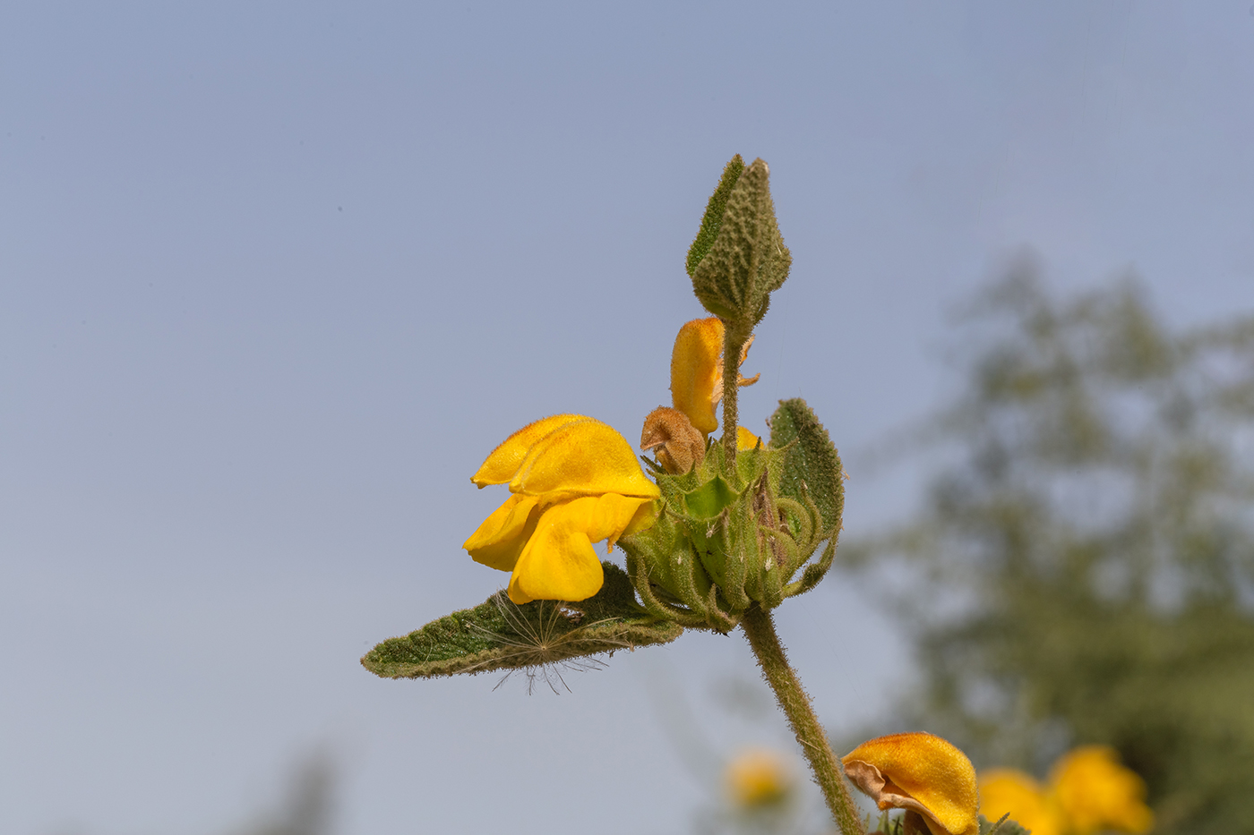 Изображение особи Phlomis viscosa.