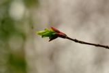 Euonymus macropterus