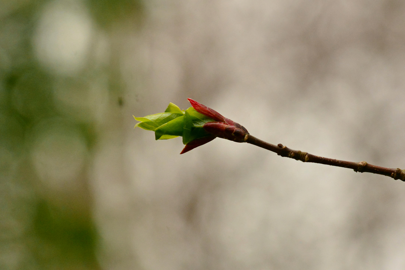 Изображение особи Euonymus macropterus.