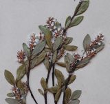 Смотреть изображение Salix arbuscula