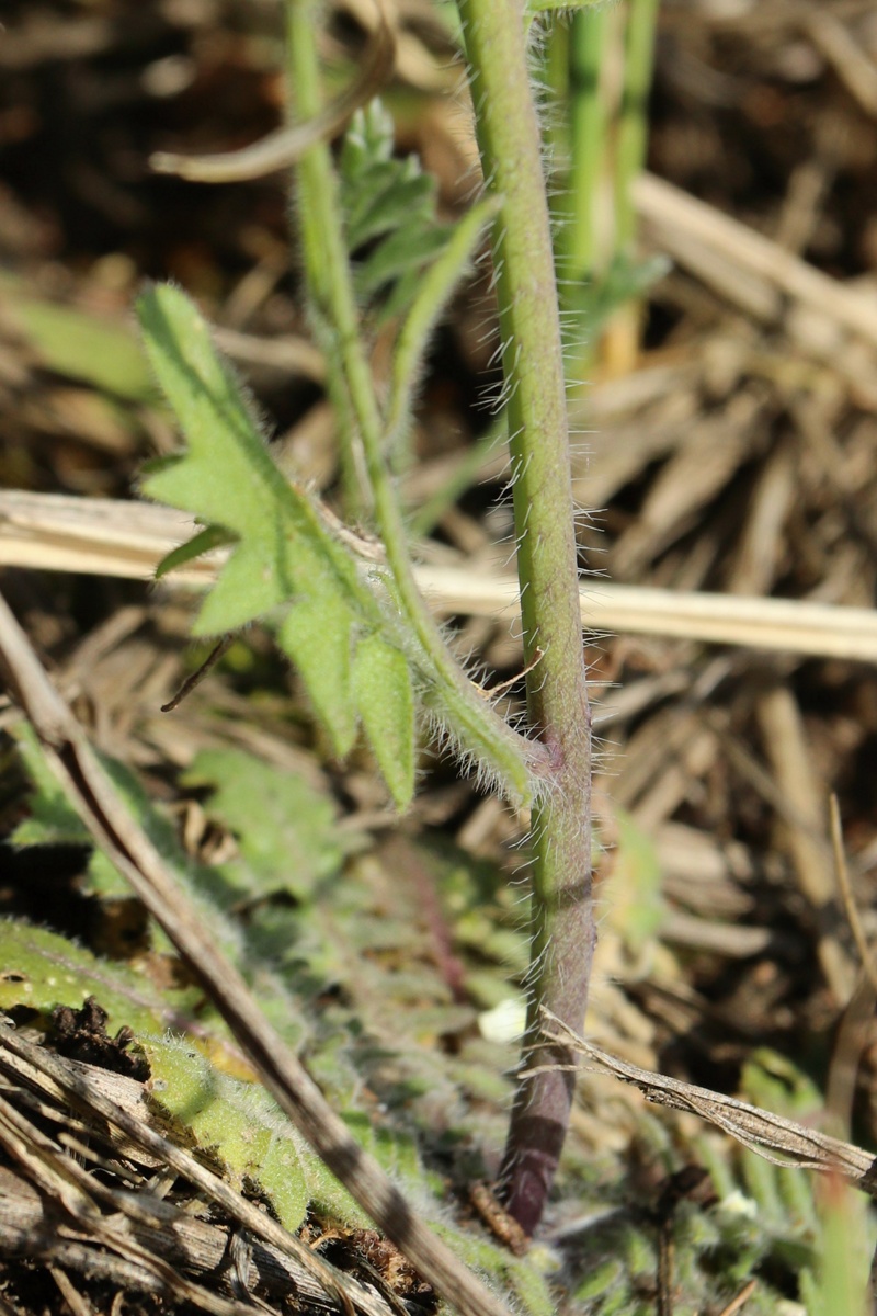 Изображение особи Arabidopsis arenosa.