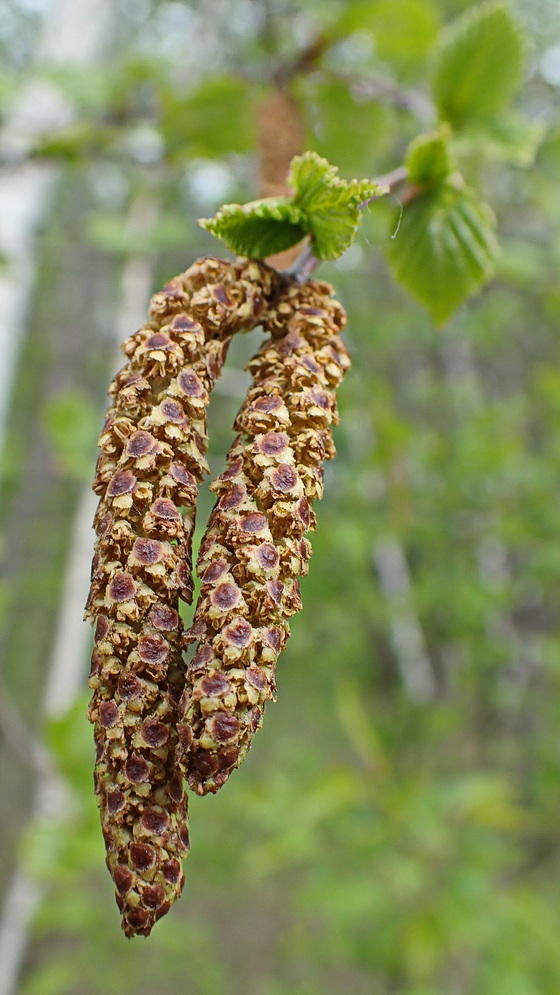 Изображение особи Betula dauurica.