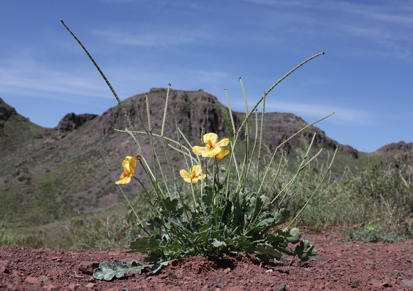 Изображение особи Glaucium squamigerum.