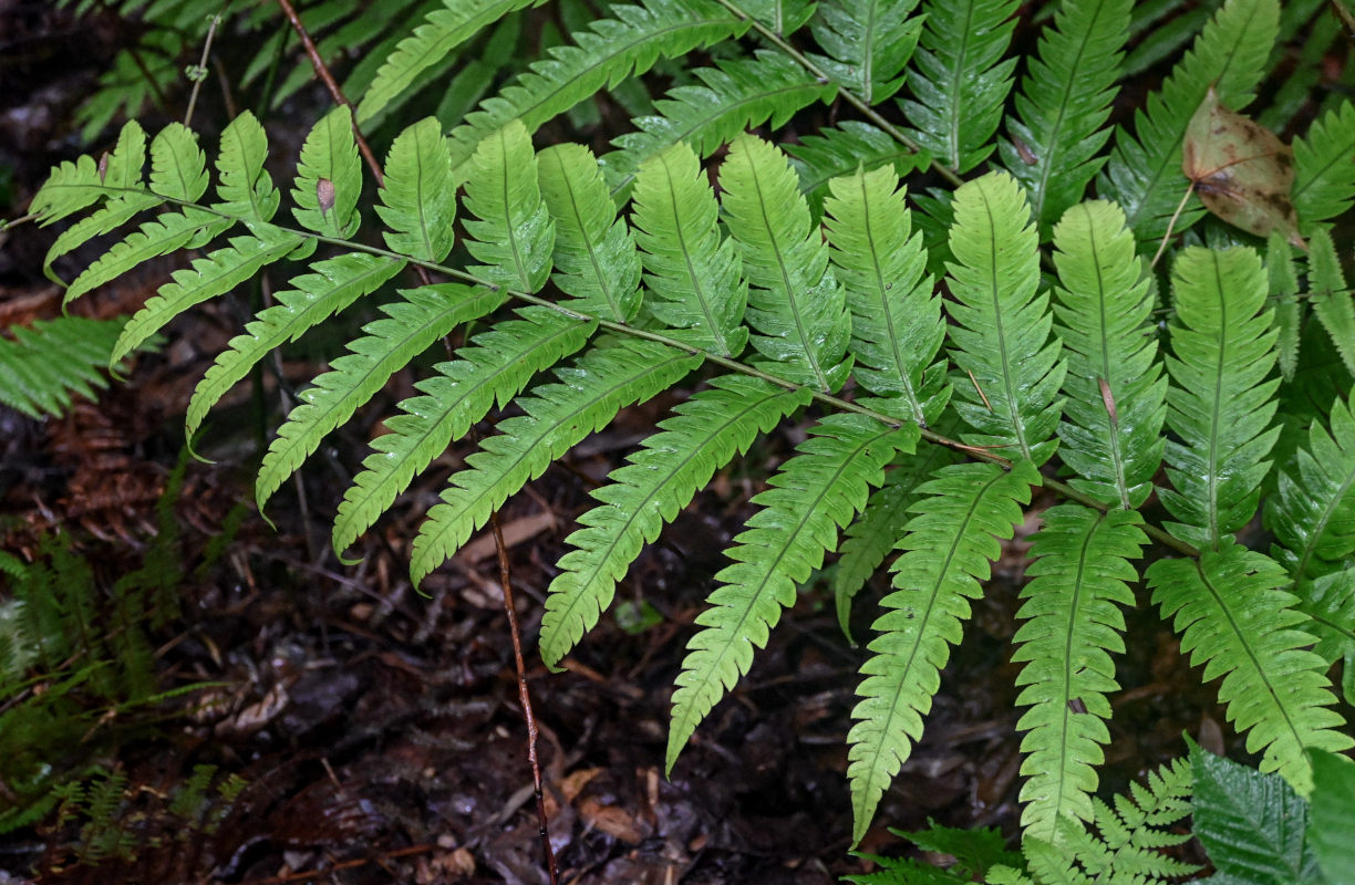 Image of Woodwardia japonica specimen.