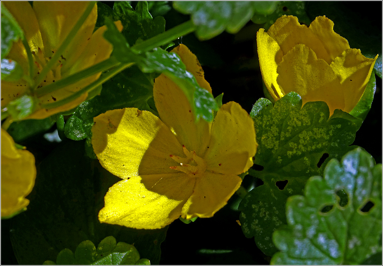 Изображение особи Lysimachia nummularia.