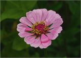 Zinnia elegans