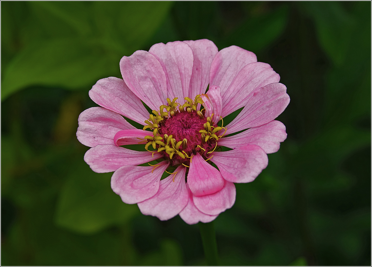 Изображение особи Zinnia elegans.