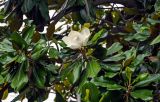 Magnolia grandiflora. Верхушка ветви с цветком. Китай, провинция Хунань, г. Улинъюань, в культуре. 08.06.2024.