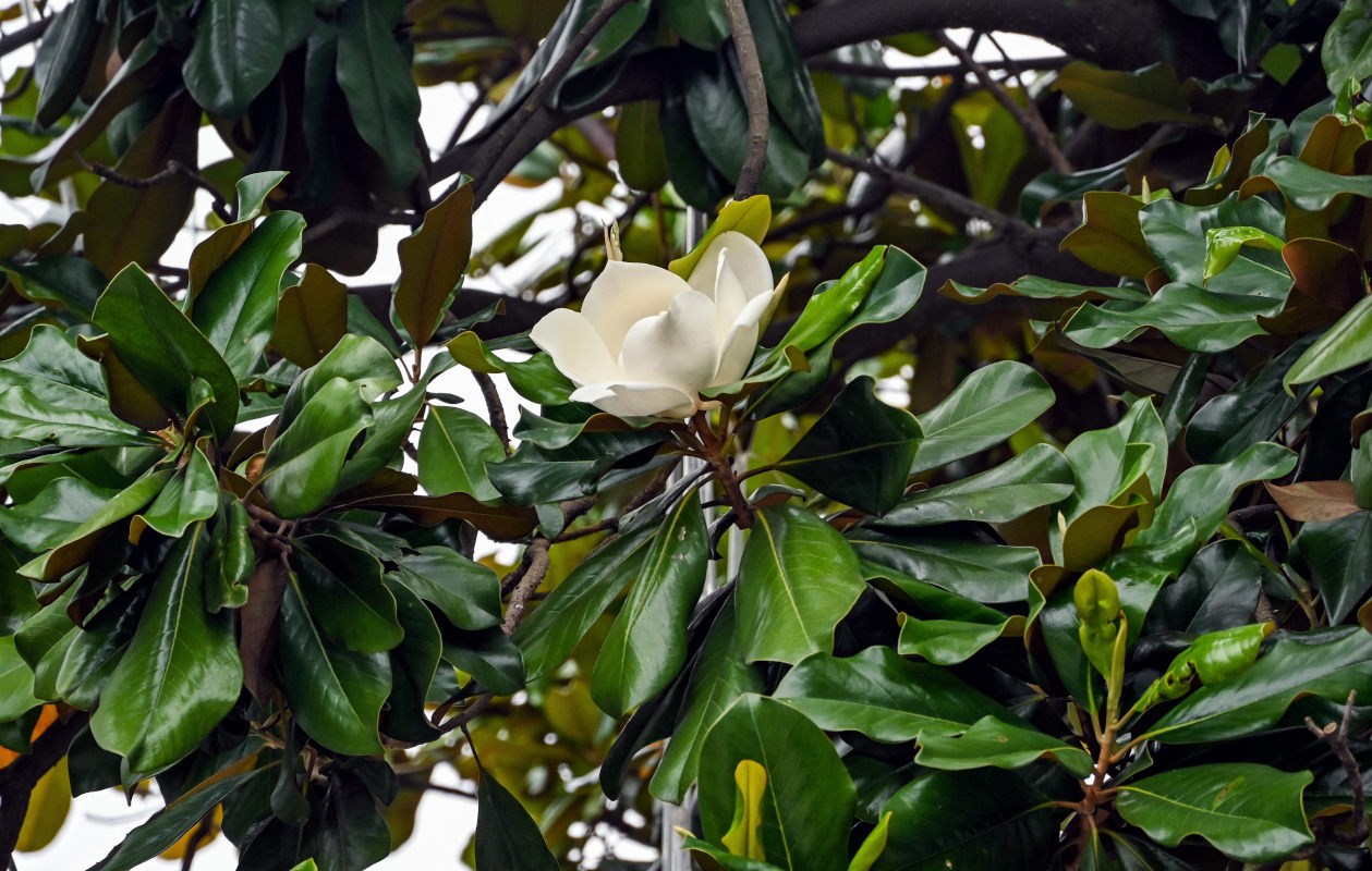 Image of Magnolia grandiflora specimen.