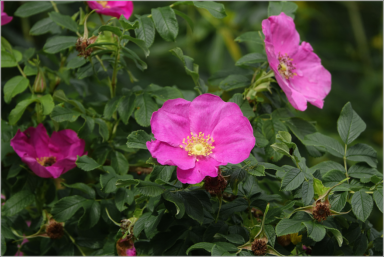 Изображение особи Rosa rugosa.